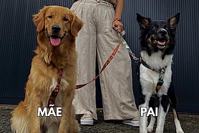 Golden engravida de border collie e família se surpreende ao ver como os filhotes nasceram.