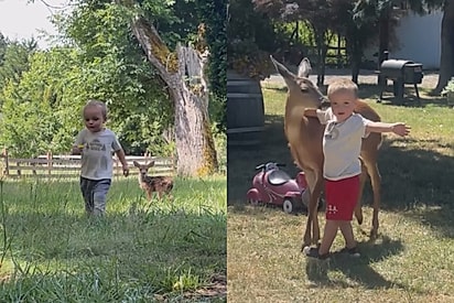 “Os dois cresceram juntos”: Menino e cervo que não se desgrudavam quando bebês emocionam ao manter laço anos depois