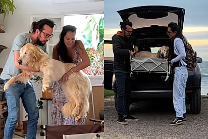 “A vida não é feita só de tratamento”: família leva golden doente para sua última grande aventura.
