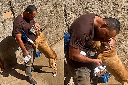 “Por que demorou tanto?”: cachorro abraça tutor caminhoneiro e reação parece reclamação de saudade.