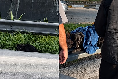 “Não foi por acaso”: mulher para para filmar capivaras e acaba salvando cão ferido na rodovia.