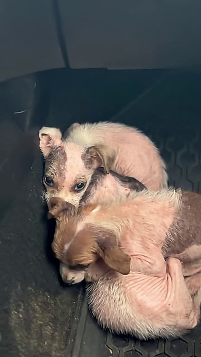 Todos estão com sarna e completamente sem pelos.