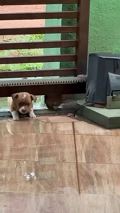 A cachorrinha tentou passar pelo portão e não conseguiu.