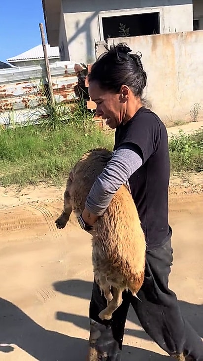 A tutora levou o cão no colo de volta para casa.