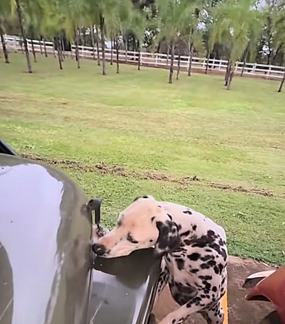 Buttsy, a dálmata da família, também estava próxima do veículo.