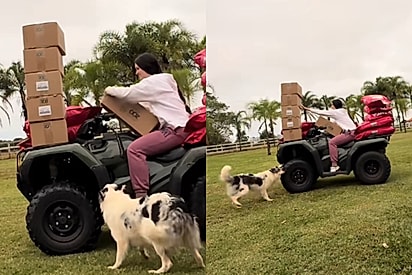 “Nunca ignorem o alerta de um cachorro”: Cadela insiste em mostrar algo para tutora e acaba revelando esconderijo da gata