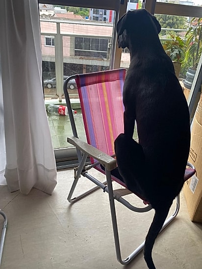 O cão cresceu muito rápido.