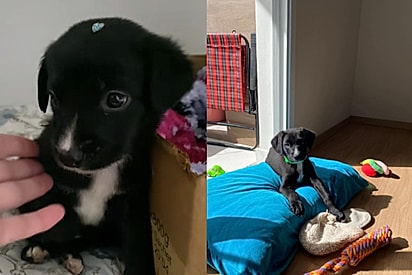 Casal adota cachorrinho achando que iria ser pequeno e 1 ano depois ele quase não cabe no banheiro