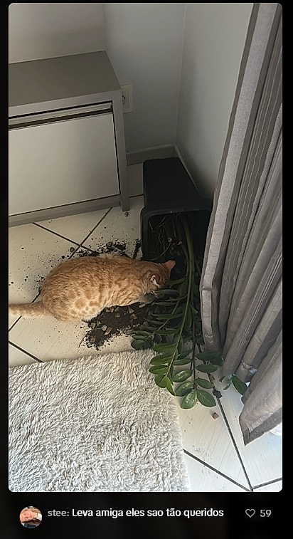 Internautas compartilharam fotos de seus gatos laranjas. 