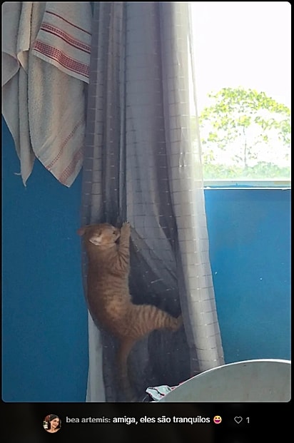Internautas compartilharam fotos de seus gatos laranjas. 