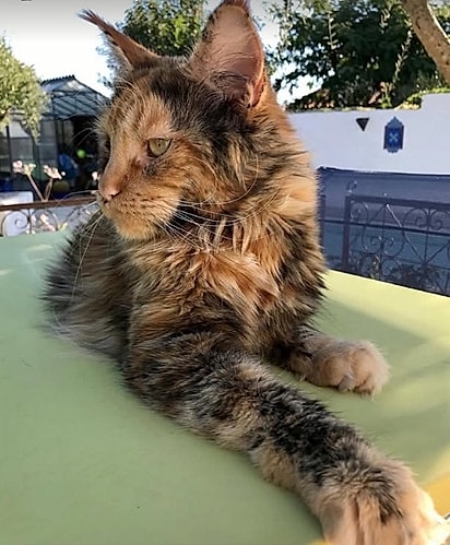 A mãe de Miso é uma gata Maine Coon. 