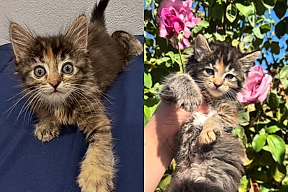 Mulher compra filhote de gato vendido como Maine Coon, mas pet cresce e ela descobre golpe: Temucoon