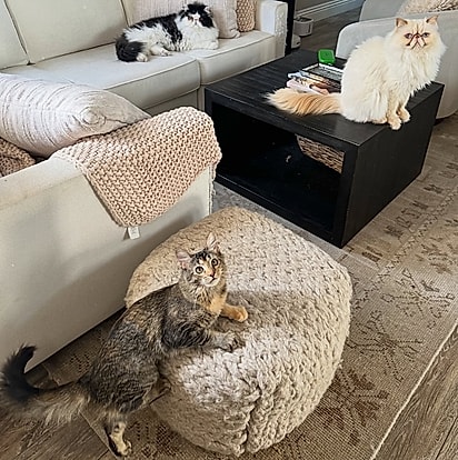Miso e seus irmãos felinos.