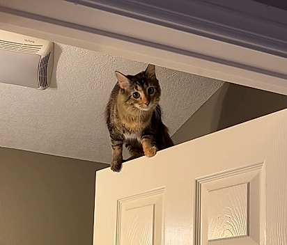 Miso em cima da porta. 