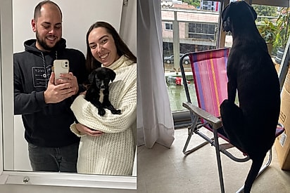 Casal adota cachorrinho achando que iria ser pequeno e 1 ano depois ele quase não cabe no banheiro