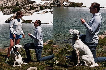 Quer casar com a gente? Cão ajuda tutor no pedido mais importante de sua vida.