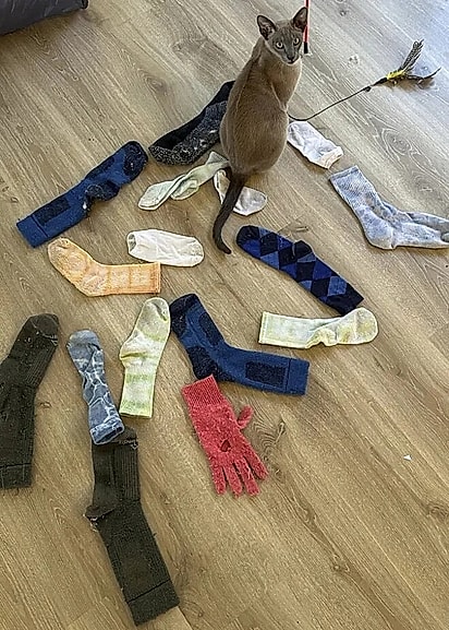 Leonardo da Pinchy, um gato que adora roubar as roupas dos vizinhos.