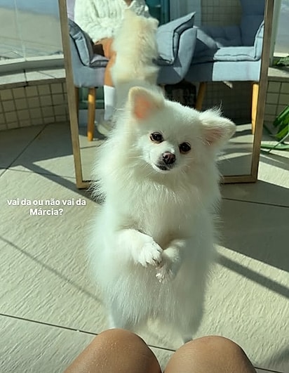 A cachorrinha da família de Eduarda é muito esperta.