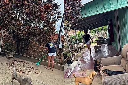 Moça emociona ao mostrar tudo o que faz sozinha para cuidar de 19 cães resgatados
