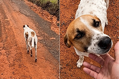 “Ele te escolheu”: fisioterapeuta pede companhia a Deus durante corrida e volta para casa com cachorro.