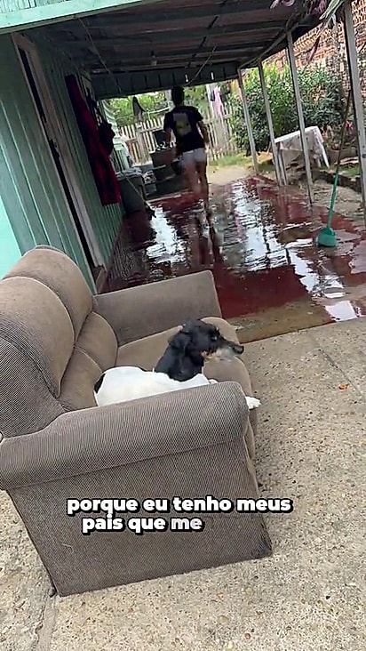 Os animais ficam na casa dos pais de Anita.