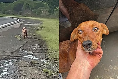 A viagem era para um torneio, mas terminou com uma cadelinha resgatada e uma vida transformada: a melhor conquista