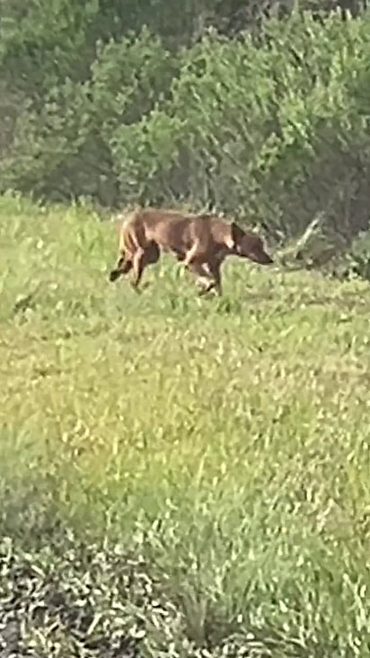 A cachorrinha estava andando na beira da rodovia.