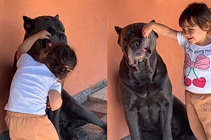 Menina investiga de dentes de cão gigante estão limpinhos e reação do animal viraliza