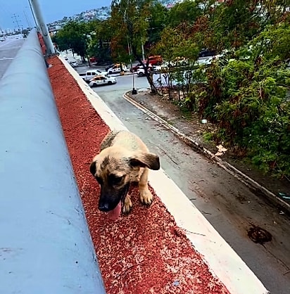 O cãozinho já estava muito cansado.