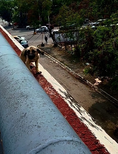 O cãozinho estava preso na beirada de um viaduto.