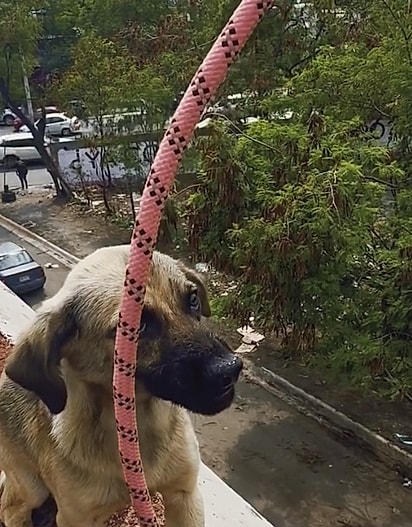 A cada aproximação, o filhote rosnava e dava pequenos passos para trás.