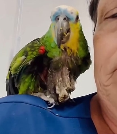 A papagaia passou por cirurgia e agora inicia uma nova etapa de recuperação, cercada de cuidados e esperança.