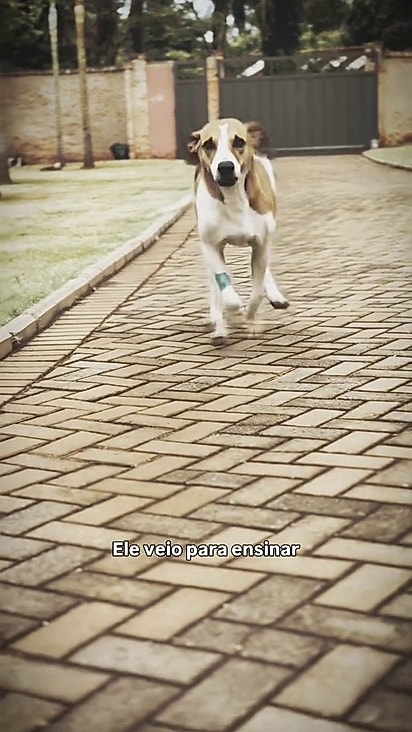 O cão viveu três meses repleto de amor e cuidados.
