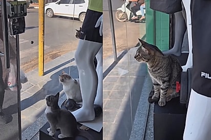 “Se os gatos gostam, então é gente boa”: chefe chega à loja e encontra recepção especial de funcionários felinos