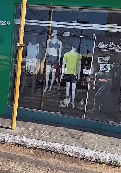 Os gatos na vitrine.