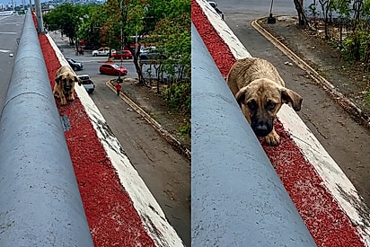 Não tenha medo, pequenino: Protetor se depara com cachorrinho na beirada de viaduto e enfrenta seu resgate mais difícil