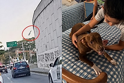 Cachorrinha cai de viaduto e encontra no socorro o começo de uma nova história.