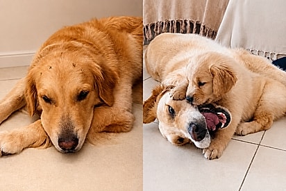 “O amor cura”: Golden perde o melhor amigo, mas nova companheira devolve seu brilho.
