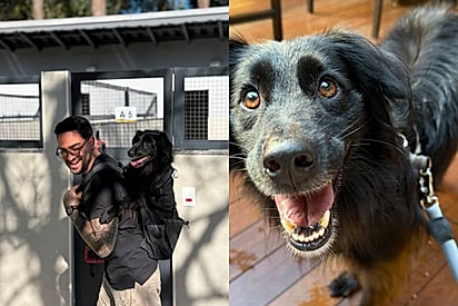A vida dele começou a ganhar cor novamente: Empresário proporciona dia especial para cão de abrigo e acaba mudando a vida dele para sempre