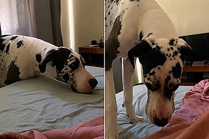 “O amigo mais fiel que ele poderia ter”: Dogue alemão procura tutor nos lençóis e emociona ao revelar sua saudade.