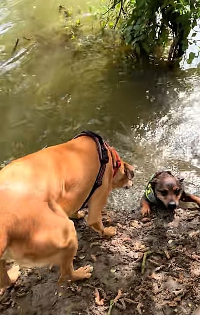 O cão havia caído na água.