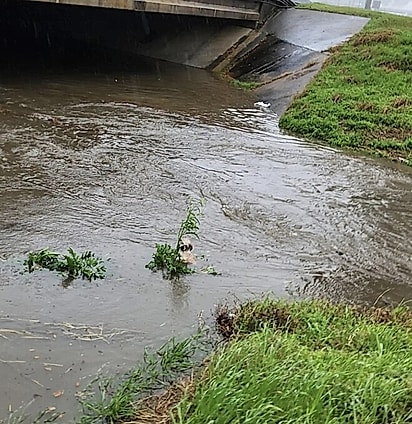 O cão se agarrava em uma planta para não ser levado pela correnteza.