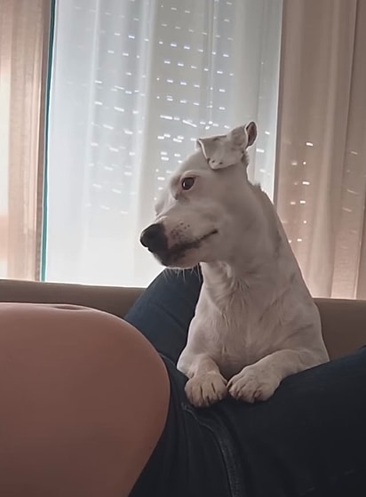 Mica curiosa com os movimentos da bebê.