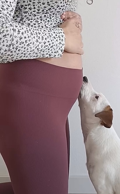 A Jack Russell começou a interagir com a barriga.