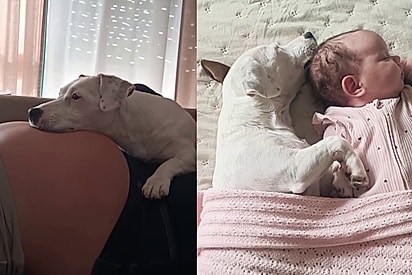 No dia em que a cadela pediu para a bebê sair, a bolsa rompeu: a incrível conexão de Mica e Maria Flor