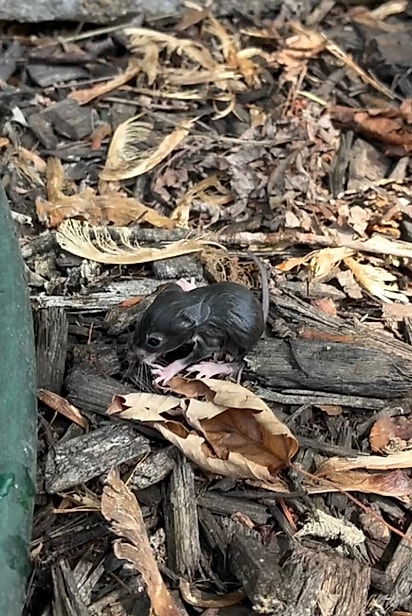 Com cuidado, pai e filha retiraram o animal da água e deram a ele uma nova chance.