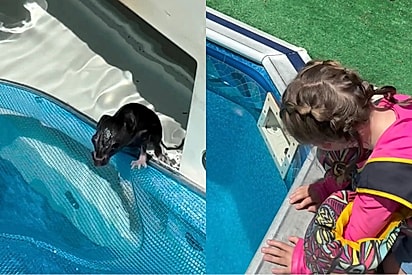O que parecia um dia comum de verão virou um resgate inesperado de uma vida em perigo