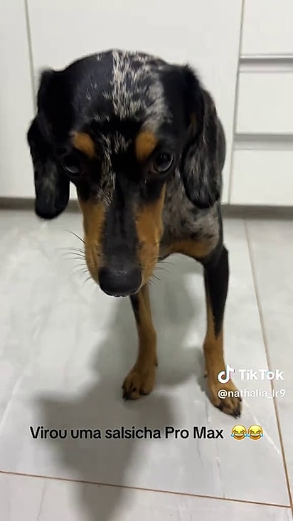 As manchas enganaram a tutora.