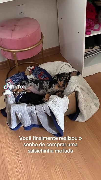 A cachorrinha parecia salsichinha pura.