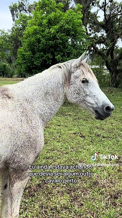 O cavalo chamou a atenção da tutora para a presença do felino.
